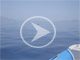 Unknown wreck off Kea | video